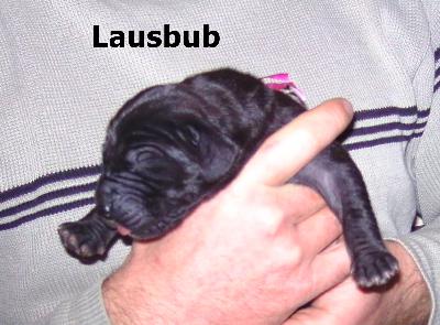 Lausbub Vom Waldfrieden