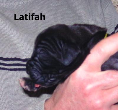 Latifah Vom Waldfrieden