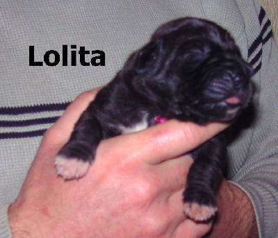 Lolita Vom Waldfrieden
