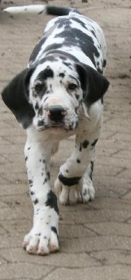 Bismarck vom Hause Rsch