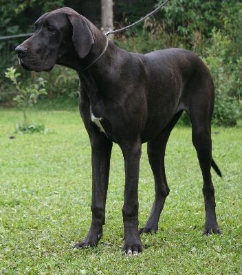 Bienchen vom Hause Rsch