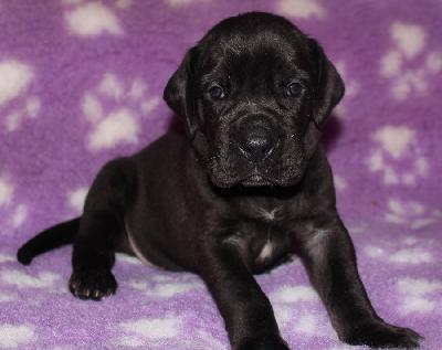 Akeem vom Altm�hlerhof