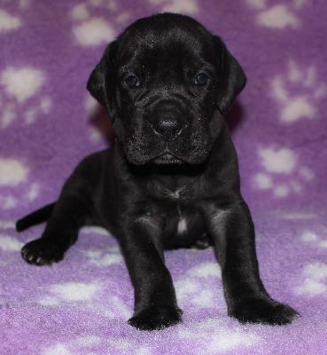 Al Pacino vom Altm�hlerhof