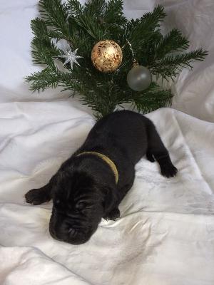 Animaro vom Altm�hlerhof