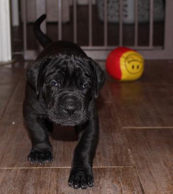 Animaro vom Altm�hlerhof