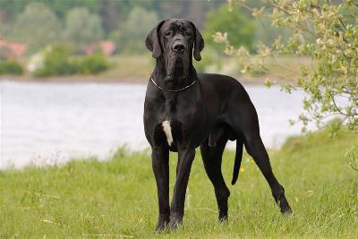 Animaro vom Altm�hlerhof