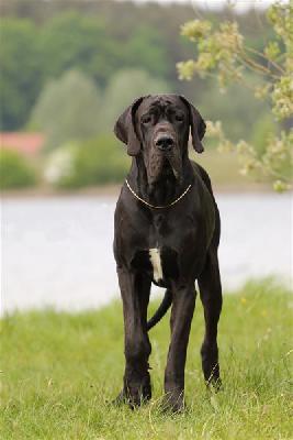 Animaro vom Altmhlerhof