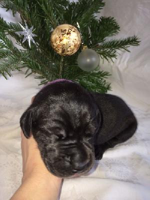 Avelina vom Altm�hlerhof