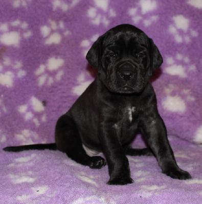 Avelina vom Altmhlerhof