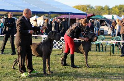 Ch Don Giovanni della Baia Azzurra