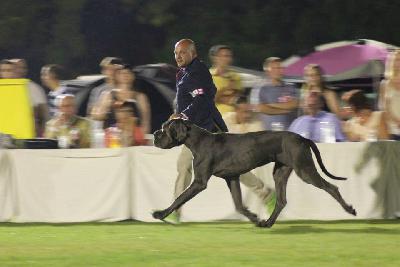 Ch Don Giovanni della Baia Azzurra