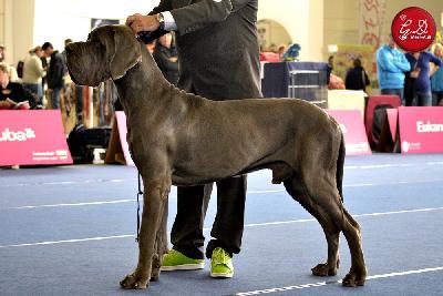 Ch Don Giovanni della Baia Azzurra