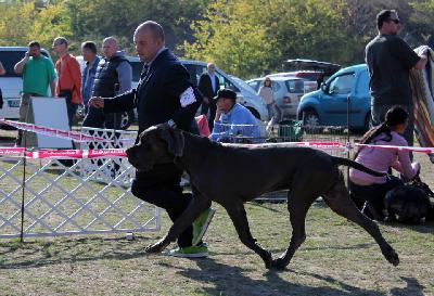 Ch Don Giovanni della Baia Azzurra