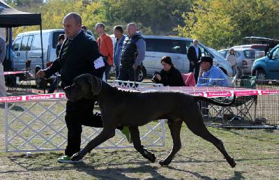 Ch Don Giovanni della Baia Azzurra