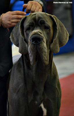 Ch Don Giovanni della Baia Azzurra