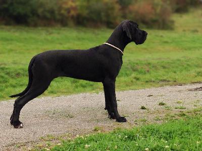 Jale Vom Hause Kaufmann