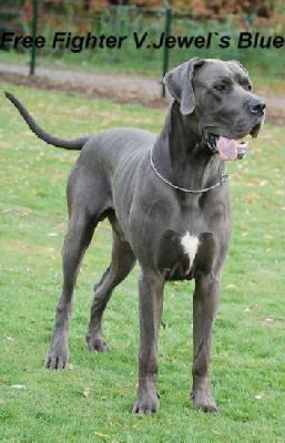 Free Fighter von Jewels Blue