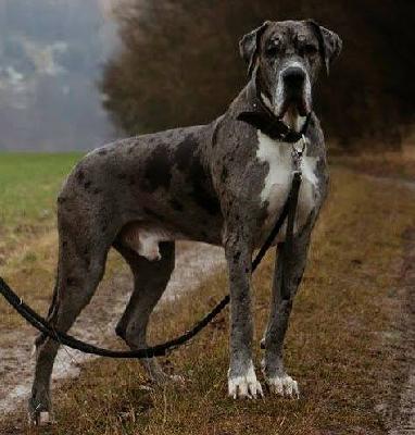 Darko vom Vogtlandeck