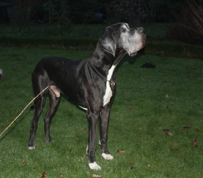 Constantin von der Ochtruper Nachtigall