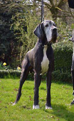 Constantin von der Ochtruper Nachtigall