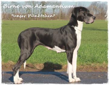 Birne von Adamantium