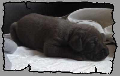 Lenz von der Wolfsh�hle