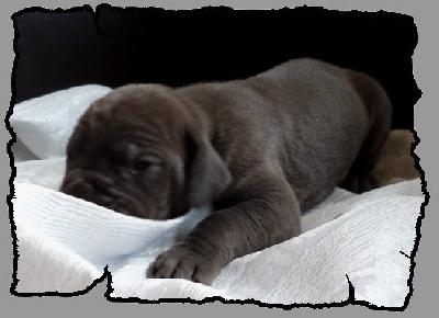 Liron-Joseph von der Wolfsh�hle