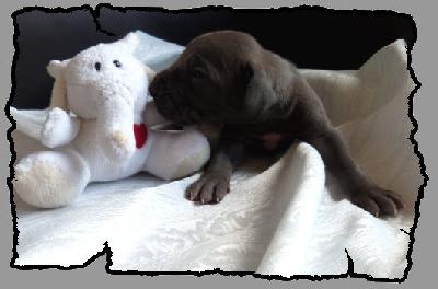 Leon von der Wolfsh�hle