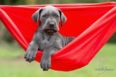 Lady Blue von der Wolfsh�hle