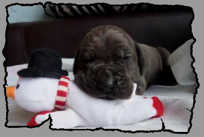 Lalelu von der Wolfsh�hle