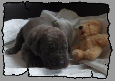 Lizzy Lustig von der Wolfsh�hle