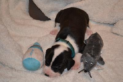 Anthony of Sweet Giants