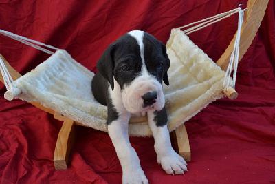 Anthony of Sweet Giants