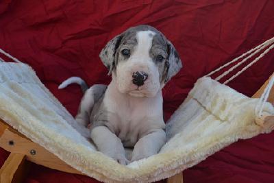 Andor of Sweet Giants