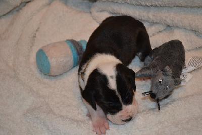 Angel Sly of Sweet Giants