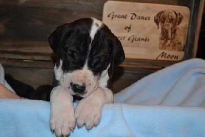 Angel Sly of Sweet Giants