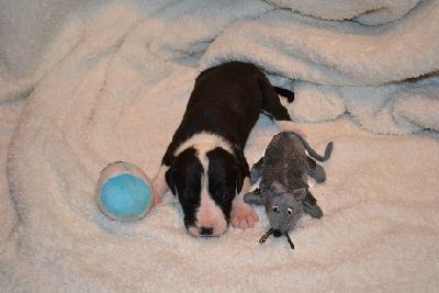 Ajoun of Sweet Giants