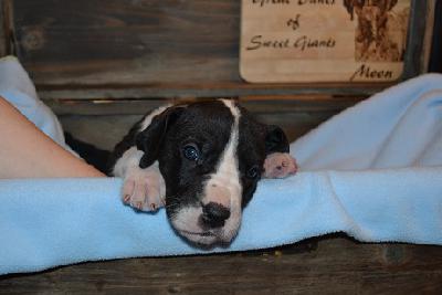 Ajoun of Sweet Giants