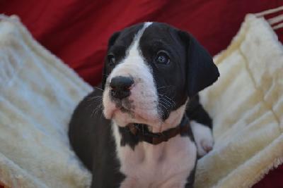 Ajoun of Sweet Giants