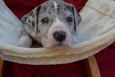 A Dream of Sweet Giants