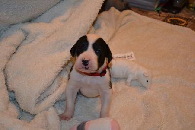 A Diamond of Sweet Giants