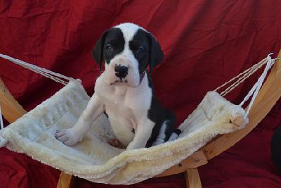 A Diamond of Sweet Giants