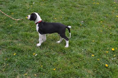 A Diamond of Sweet Giants