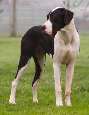 A Diamond of Sweet Giants