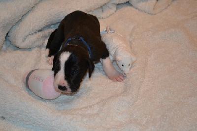 A Star of Sweet Giants