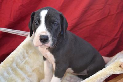 A Star of Sweet Giants