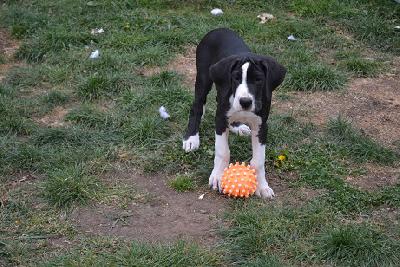 A Star of Sweet Giants