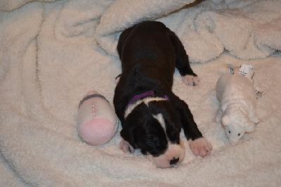 Adele of Sweet Giants