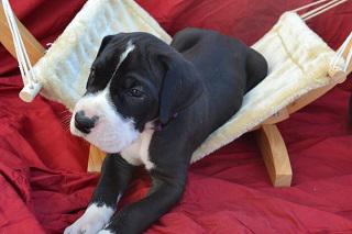 Adele of Sweet Giants