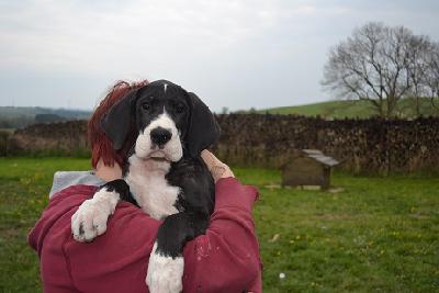 Adele of Sweet Giants